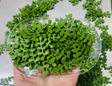 Hộp 200 lá thanh hương (chất liệu kẹo đường) mix 2 size 2.5cm và 3.5cm